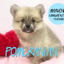 【ポメラニアン】ズングリムックリ・タヌキケイ☆☆☆：鎌ヶ谷店PICK UPベイビーNo117107