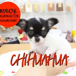 【チワワ】お顔はブラック！体は真っ白！おもしろ可愛いチワワちゃん登場！：白楽店PICK UPベイビー！No.11500