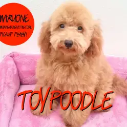 【トイ・プードル】動くテディベア！ダンスも出来ちゃうアイドルトイプーちゃん！！：志村坂下店PickupベイビーNo.914280