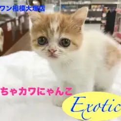 【エキゾチック】様々なメディアにひっぱりだこ！話題のぶちゃカワにゃんこがやってきた！：相模大塚店Pick UpベイビーNo.814394