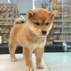 【柴犬】もち顔！もち尻！もっちりボディ！もち度100％ベイビー登場！！：武蔵浦和店PickupベイビーNo.412626