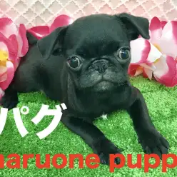 【黒パグ】ぶちゃ顔好きは見逃せない！周りを笑顔に変えるブラパグパワー！！梅島店オススメベイビー！No.119047