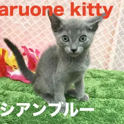 【ロシアンブルー】犬好きも必見！？エンジェルスマイルの超甘えん坊キャット！：梅島店PickUpベイビーNo.119078