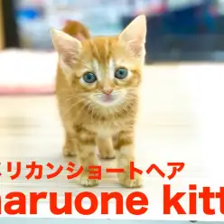 【アメリカンショートヘア】可愛すぎ閲覧注意！あなただけに教えるココスゴPointをご紹介！！今宿店オススメベイビーNo.120073