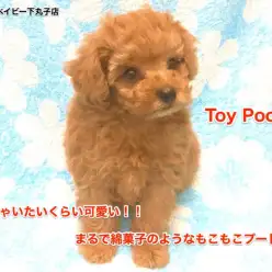 【トイ・プードル】可愛すぎて食べちゃいたい！？まるで綿あめのようなもこもこトイプードル！：下丸子店オススメベイビーNo.116186