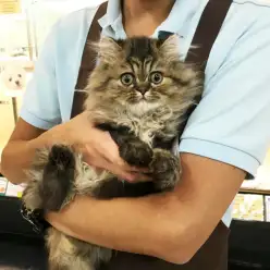 【ペルシャ(チンチラゴールデン)】豪華絢爛!!ゴージャス☆にゃんこ!!:武蔵浦和店PickupベイビーNo.412613