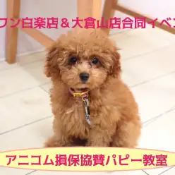 【パピー教室】マルワン白楽店＆大倉山店合同イベント!アニコムパピー教室 午後の部レポート!