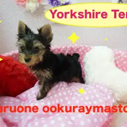 【ヨークシャーテリア】超絶小顔で耳立ち良好！クリクリな瞳は魔力アリアリ！：大倉山店PICKUPベイビーNo.6130604