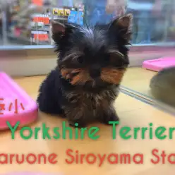 【スペシャルヨーキー】マルワン史上最高クラス！？甘いマスクで見る人すべてを魅了する！：ペッツワン城山店ピックアップベイビー！No.118159