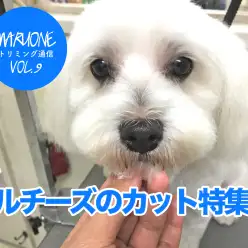 【マルチーズカット特集！】ムック君のBefore＆After！：トリミング通信VOL.9