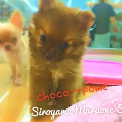 【チョコポメラニアン】新ジャンル！？「激カワスイーツ系」のプリティーガールがやってきた！：ペッツワン城山店ピックアップベイビー！No.118158