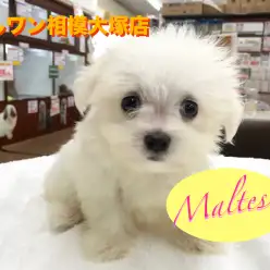 【マルチーズ】世界最古の愛玩犬は今も変わらず癒し系♡：マルワン相模大塚店Pick UpベイビーNo.814402
