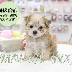 【マルキー（MIX）】ノーフォークっぽい容姿！独特な雰囲気を醸し出すMIXちゃん登場！：白楽店PICK UPベイビー！No. 11506