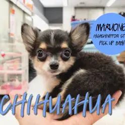 【チワワ】耳立ち良好！めちゃくちゃ可愛いちーくんのレビュー！：東日暮里店PICK UPベイビー！No.014180