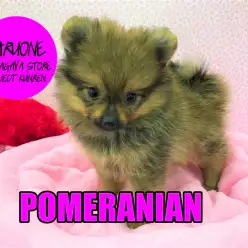 【ポメラニアン】 素直すぎる甘えん坊！永遠のベイビーフェイスとはこの子の事！：鎌ヶ谷店PICK UPベイビー！No.117120