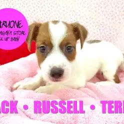 【ジャックラッセルテリア】ワンコの秋はコレで決まり！躍動感あふれるスポーティードッグ！：鎌ヶ谷店ピックアップベイビーNo.117121