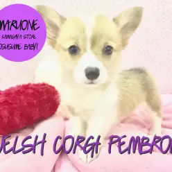 【コーギー】奇跡の出会い!SUPERルックスわんこがやってきた!:鎌ヶ谷店オススメベイビーNo.117117