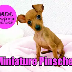 【ミニチュア・ピンシャー】つるつるぴょんぴょんのバンビの様な愛すべきリトルベイビー！：鎌ヶ谷店PICK UPベイビー！ No.117119