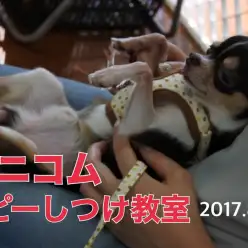 【しつけ教室第2回目開催】マルワン×アニコム合同イベント！港北NT店報告レポート！