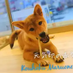 【柴犬】元気印◎太陽のように明るいお散歩上手ワンコ！！：港北NT店PICK UPベイビー！NO.311703