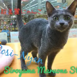 【ロシアンブルー】猫なのに甘えん坊、、、？クール＆キュートな女王様♪：ペッツワン城山店ピックアップベイビー！No.118138