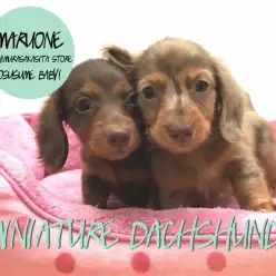 【ミニチュア・ダックスフント】スーパーチョコレートブラザーズ登場！：志村坂下店オススメベイビーNo.914304＆No.914305