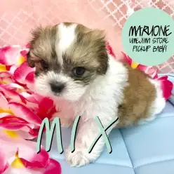 【マルチーズ×シーズー】パパママいいとこどりのキュートなオンリーワン！：梅島店No. 119079