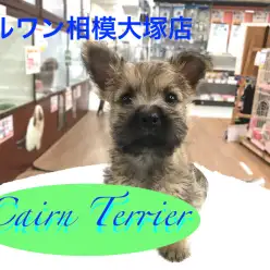 【ケアーンテリア】超希少種！最古のテリア種がやってきた！：相模大塚店Pick UpベイビーNo.814401