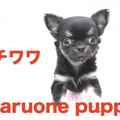 【極小チワワ】店長大絶賛！本羽田店の極小プリンセス！！：本羽田店Pick UpベイビーNo.512476