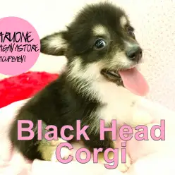 【ブラックヘッドコーギー】食パンヒップの短足BOY!希少なBlackheadがやってきた!:鎌ヶ谷店PICK UPベイビー!NO.117124