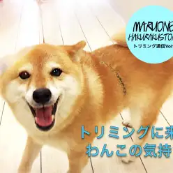 【わんこのお役立て情報】トリミングに来るワンコの気持ち：白楽店トリミング通信Vol.10
