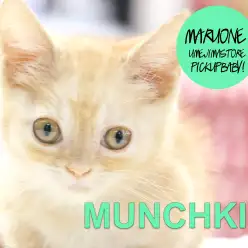 【マンチカン】美しい洗練された被毛とドタバタ歩く姿に撃沈必死❤︎猫のスーパーカー登場！：梅島店pickupベイビー！No.119084