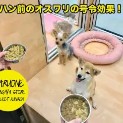 【わんこのしつけ】ご飯前のオスワリの号令効果!？：鎌ヶ谷店PROJECT KUNREN VOL.7