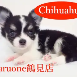 【チワワ】店長イチオシ！小さめ王道チワワをご紹介！！：鶴見店オススメベイビーNo.713509