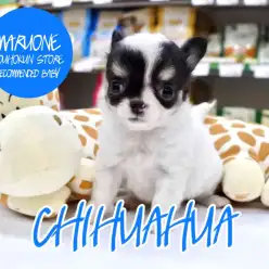 【チワワ】激推し！うさぎちゃん系キュートなチワワちゃん♪：港北NT店オススメベイビー！NO.311736