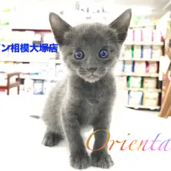 【オリエンタル・ショートヘア】エメラルドグリーンの瞳で見つめられたら惚れてしまうこと間違い無し!?:マルワン相模大塚店Pick UpベイビーNo.814409