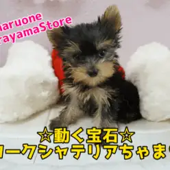 【ヨークシャーテリア】超美形！ピンとした立ち耳がチャームポイント!将来コンパクトサイズ有望なジュエリーベイビー♥大倉山店PICKUPベイビー6130625