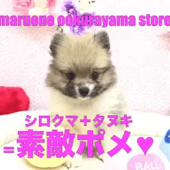 【ポメラニアン】シロクマ＋タヌキ＝素敵ポメ♥珍しいパーティカラーは、あなただけのオンリーワンコ★：大倉山店PICKUPベイビーNo.6130626