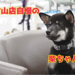 【柴犬】初めての柴犬ライフをご検討中の方必見!!大倉山店自慢の超フレンドリー柴ちゃん達のご紹介!