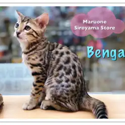 【ベンガル】城山店初登場！！最高に綺麗なヒョウ柄にゃんこ登場！！：ペッツワン城山店ピックアップベイビー！No.118173