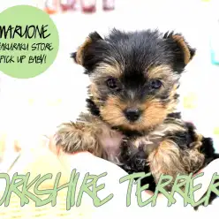 【ヨークシャーテリア】癒し系でありながら高貴な容姿の素敵男子！：白楽店PICK UPベイビー！No. 11514