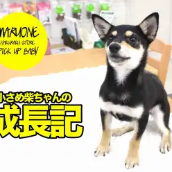 【くろしば子の成長記！】生後5ヶ月にして体重3.3kgの超絶小さめの黒柴ちゃんは優秀に育ってます♪:白楽店 No.11493