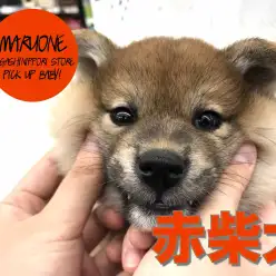 【柴犬】ほっぺたモミモミしたくなっちゃう♥：東日暮里店PICK UPベイビー！No.014193