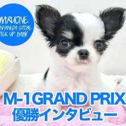 【チワワ】本羽田店企画「M－1グランプリ」優勝犬プリンセスチワワちゃん！独占インタビュー！」