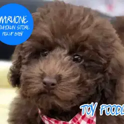 【トイ・プードル】希少カラー のブラウンのプードルちゃん♪カーリーヘアーの可愛すぎちゃう女の子：港北NT店ピックアップベイビー！NO.311735