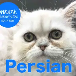 【ペルシャ】長毛ネコといったらこの猫種！ネコのお姫様登場！！：港北NT店ピックアップベイビー！NO.311727