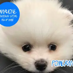 【ポメラニアン】まるで白タヌキ！？まん丸ふわふわなプリティボーイ：港北NT店ピックアップベイビー！NO.311739