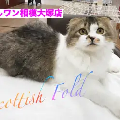 【スコティッシュ・フォールド】オシャレ男子のイケメンにゃんこが相模大塚店に！：相模大塚店Pick UpベイビーNo.814366