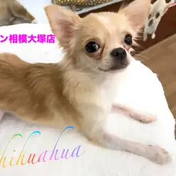 【チワワ（ロングコート）】初めてワンちゃんと暮らす方へ最高の相棒!お留守番バッチリ!「おすわり」「お手」「ハイタッチ」ができちゃう芸達者！：マルワン相模大塚店Pick UpベイビーNo.814357