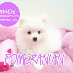 【ポメラニアン】都内で一番！まっ白ベイビーがやって来た！！：志村坂下店おすすめベイビーNo.914311